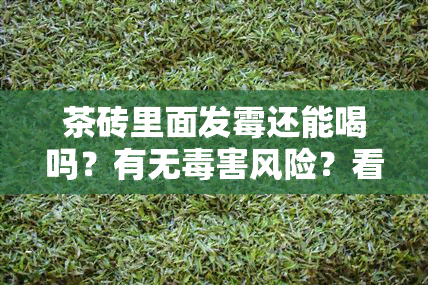 茶砖里面发霉还能喝吗？有无害风险？看图解析