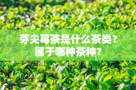 芽尖莓茶是什么茶类？属于哪种茶种？