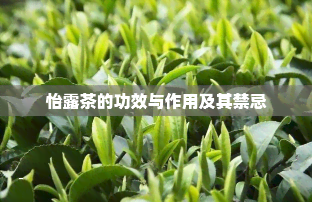 怡露茶的功效与作用及其禁忌