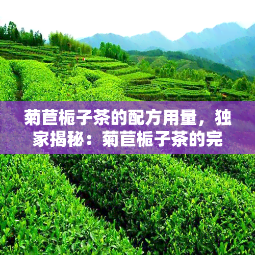 菊苣栀子茶的配方用量，独家揭秘：菊苣栀子茶的完美配方与用量！