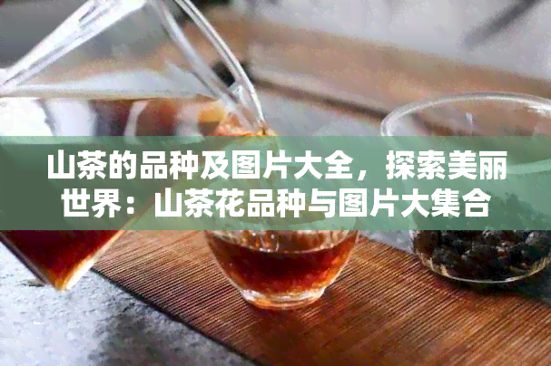 山茶的品种及图片大全，探索美丽世界：山茶花品种与图片大 *** 