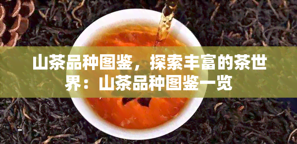 山茶品种图鉴，探索丰富的茶世界：山茶品种图鉴一览