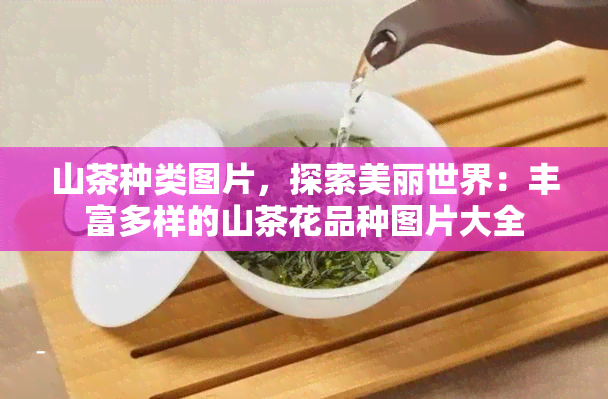 山茶种类图片，探索美丽世界：丰富多样的山茶花品种图片大全