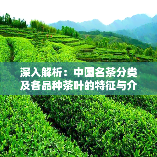 深入解析：中国名茶分类及各品种茶叶的特征与介绍