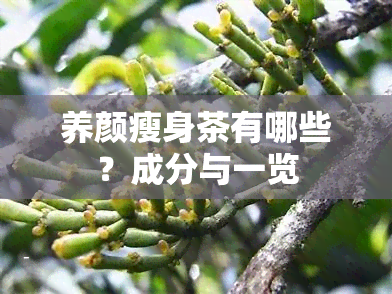 养颜瘦身茶有哪些？成分与一览