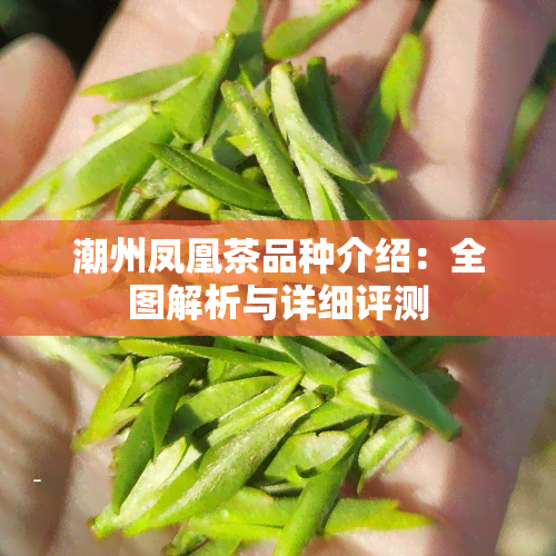 潮州凤凰茶品种介绍：全图解析与详细评测