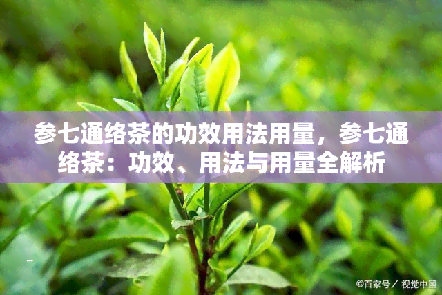 参七通络茶的功效用法用量，参七通络茶：功效、用法与用量全解析