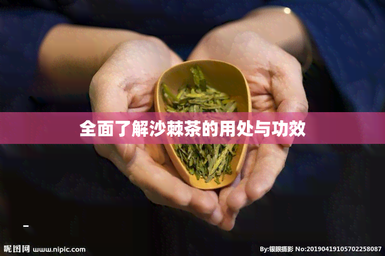 全面了解沙棘茶的用处与功效