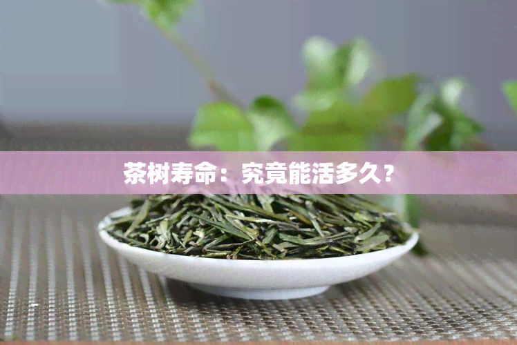 茶树寿命：究竟能活多久？