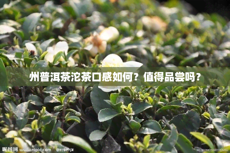 州普洱茶沱茶口感如何？值得品尝吗？