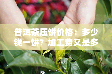 普洱茶压饼价格：多少钱一饼？加工费又是多少？