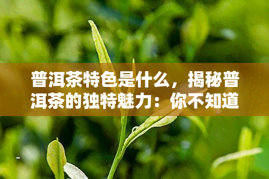 普洱茶特色是什么，揭秘普洱茶的独特魅力：你不知道的特色！