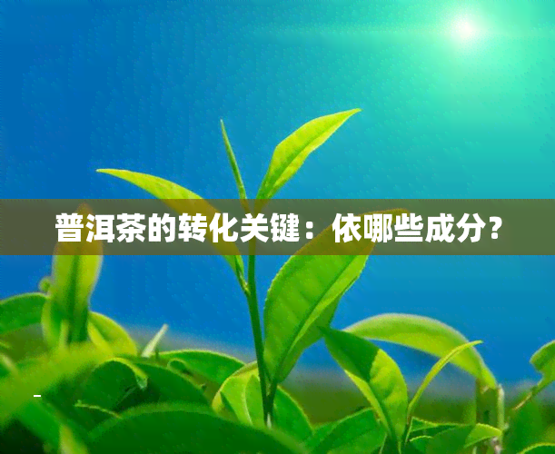 普洱茶的转化关键：依哪些成分？