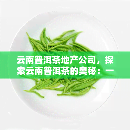 云南普洱茶地产公司，探索云南普洱茶的奥秘：一家专注于茶园种植和生产的地产公司