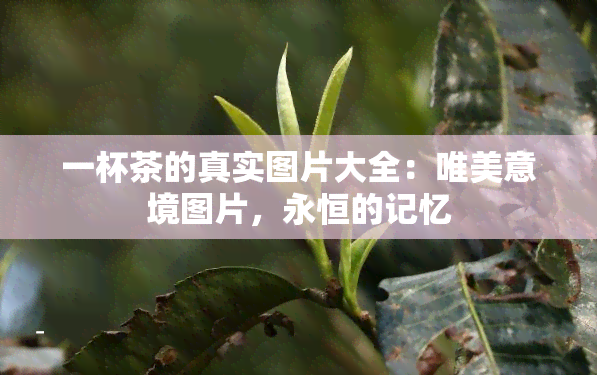 一杯茶的真实图片大全：唯美意境图片，永恒的记忆