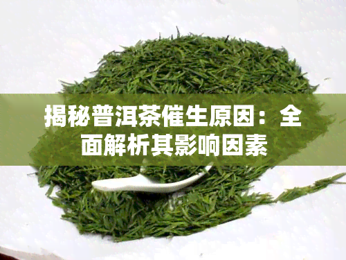 揭秘普洱茶催生原因：全面解析其影响因素