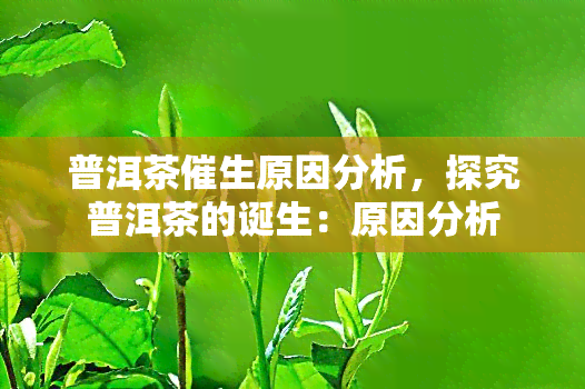 普洱茶催生原因分析，探究普洱茶的诞生：原因分析