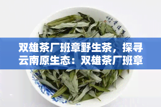 双雄茶厂班章野生茶，探寻云南原生态：双雄茶厂班章野生茶的独特魅力