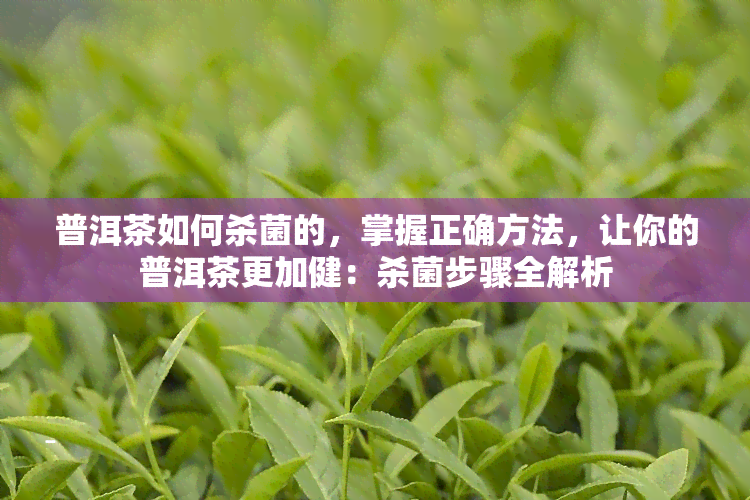 普洱茶如何杀菌的，掌握正确方法，让你的普洱茶更加健：杀菌步骤全解析