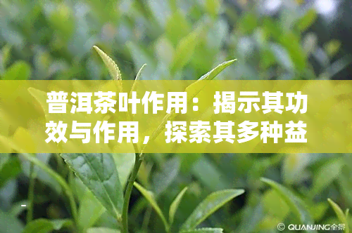 普洱茶叶作用：揭示其功效与作用，探索其多种益处