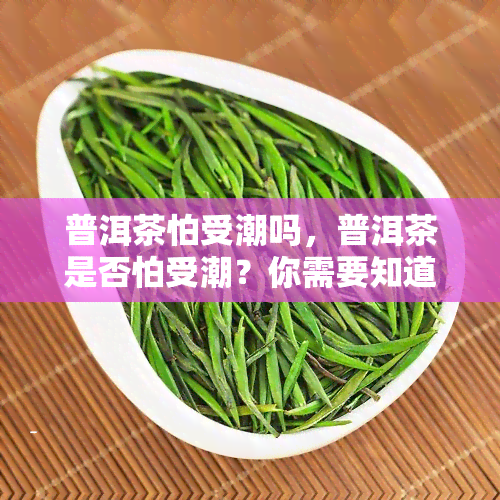 普洱茶怕受潮吗，普洱茶是否怕受潮？你需要知道的真相