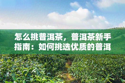 怎么挑普洱茶，普洱茶新手指南：如何挑选优质的普洱茶？