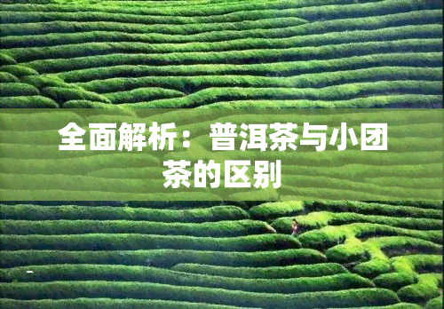 全面解析：普洱茶与小团茶的区别