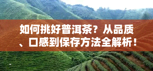 如何挑好普洱茶？从品质、口感到保存方法全解析！