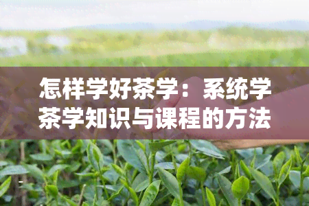 怎样学好茶学：系统学茶学知识与课程的方法