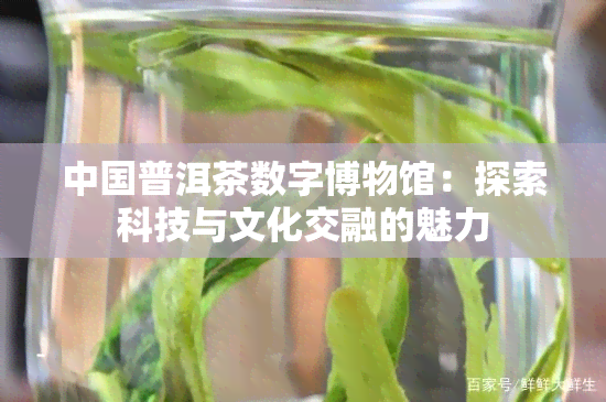 中国普洱茶数字博物馆：探索科技与文化交融的魅力