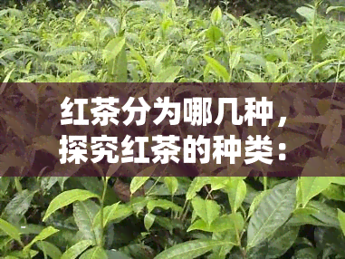 红茶分为哪几种，探究红茶的种类：你了解多少？