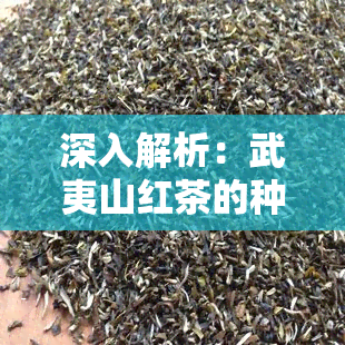 深入解析：武夷山红茶的种类与区别