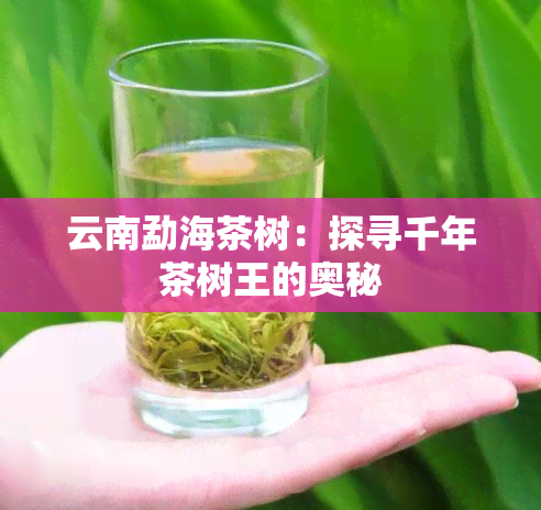 云南勐海茶树：探寻千年茶树王的奥秘