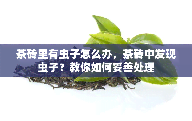 茶砖里有虫子怎么办，茶砖中发现虫子？教你如何妥善处理