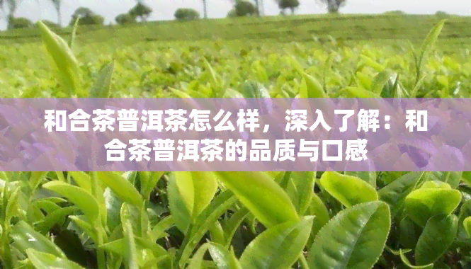 和合茶普洱茶怎么样，深入了解：和合茶普洱茶的品质与口感