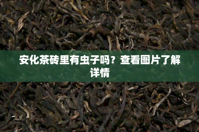 安化茶砖里有虫子吗？查看图片了解详情