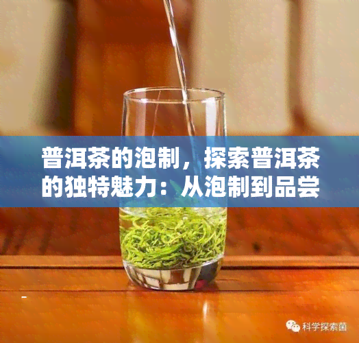 普洱茶的泡制，探索普洱茶的独特魅力：从泡制到品尝的全过程解析