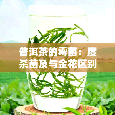 普洱茶的霉菌：度杀菌及与金花区别全解