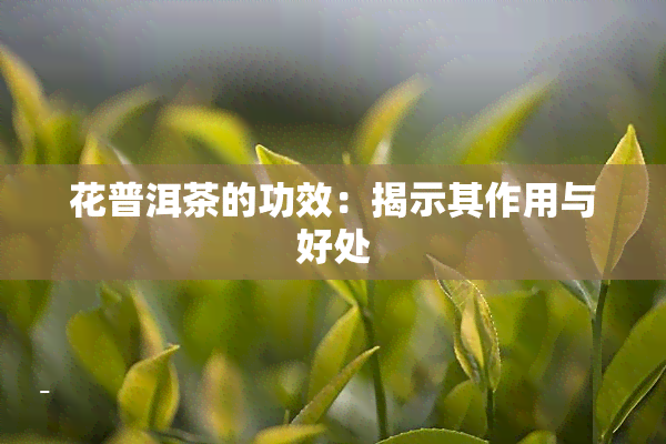 花普洱茶的功效：揭示其作用与好处