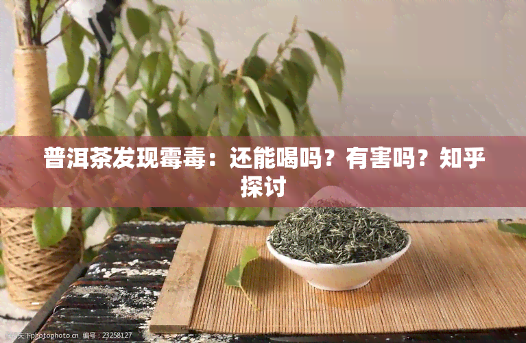 普洱茶发现霉：还能喝吗？有害吗？知乎探讨