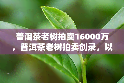 普洱茶老树拍卖16000万，普洱茶老树拍卖创录，以1.6亿高价成交！