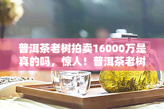 普洱茶老树拍卖16000万是真的吗，惊人！普洱茶老树拍卖价高达16000万，这是真的吗？