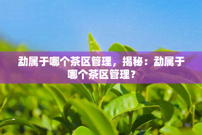 勐属于哪个茶区管理，揭秘：勐属于哪个茶区管理？