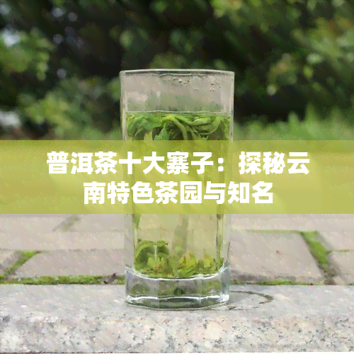 普洱茶十大寨子：探秘云南特色茶园与知名