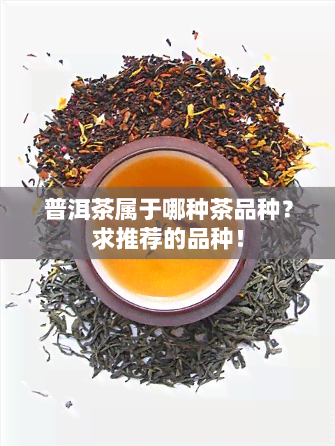 普洱茶属于哪种茶品种？求推荐的品种！