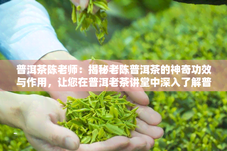 普洱茶陈老师：揭秘老陈普洱茶的神奇功效与作用，让您在普洱老茶讲堂中深入了解普洱茶的世界。