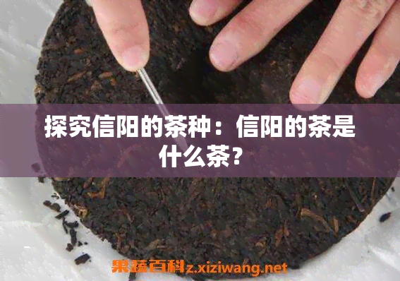 探究信阳的茶种：信阳的茶是什么茶？