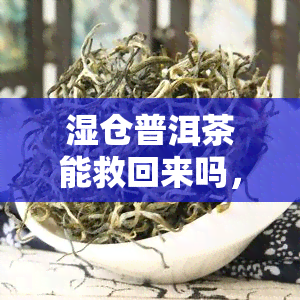 湿仓普洱茶能救回来吗，湿仓普洱茶的挽救之路：有可能吗？