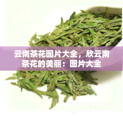 云南茶花图片大全，欣云南茶花的美丽：图片大全