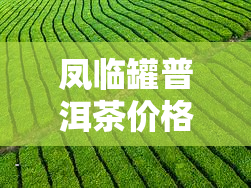 凤临罐普洱茶价格表及图片大全